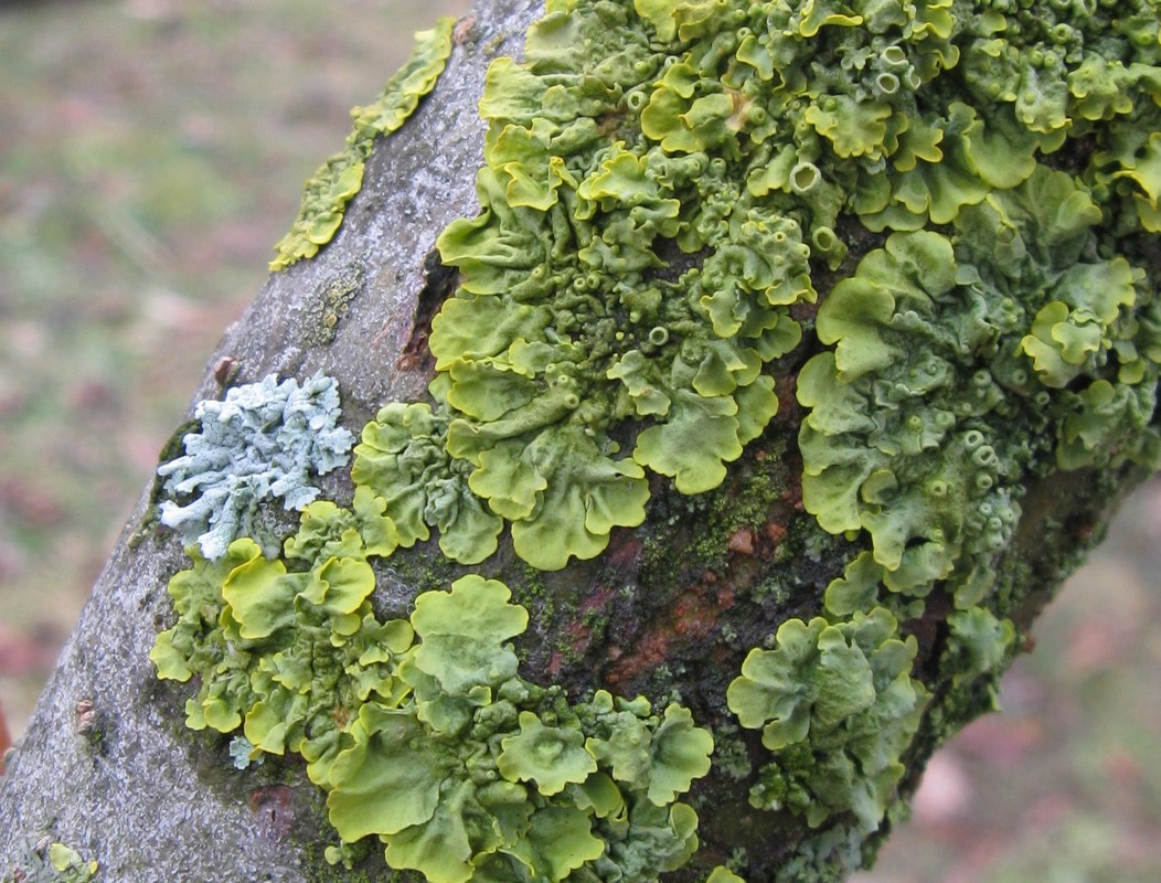 Licheni su Salix viminalis?